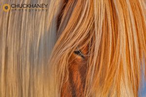 Icelandic-Horses_011-413.jpg