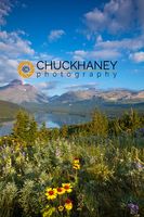 Prairie wildflowers and Lower Two Medicine Lake in Glacier National Park and Blackfeet Reservation in Montana, USA Two Medicine
