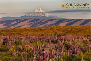 Mt-Hood-Lupine_030-581.jpg