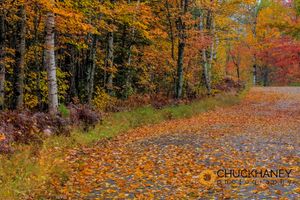 Leafy rural road in autumn near Palmer, Michigan USA Leafy-Road-405.jpg