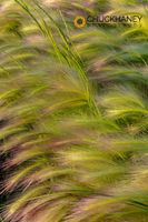 Closeup of foxtail barley in Medicine Lake National Wildlife Refuge, Montana, USA Foxtail-Barley_052-459.jpg