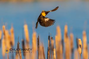 Yellow-Head-Blackbird_004-583.jpg