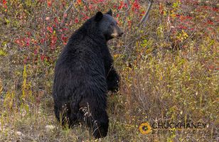 Black Bear in autumn in Glacier National Park, Montana, USA Black-Bear-570.jpg