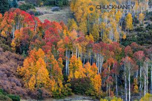 Aspen grove in autumn along Last Dollar Road in the Uncompahgre National Forest, Coloradfo, USA Last Dollar Aspen