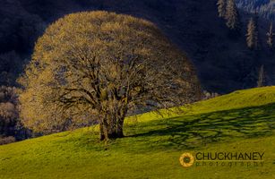 White Oak Teee casts shadow on lush pasture near Roseburg, Oregon, USA White-Oak-Roseburg_006-505.jpg