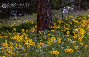 Prolific bloom of Arrowleaf Balsomroot Wildflowers near Polson, Montana, USA Balsomroot_002-562.jpg