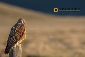 Swainson Hawk in the Red Rocks National Wildlife Refuge, Montana, USA Swainsons-Hawk_003-422.jpg