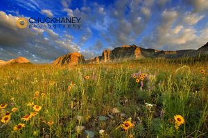Prairie Wildflowers @ Windy Creek