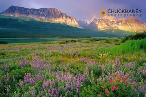 Prairie wildflowers, Glacier National Park