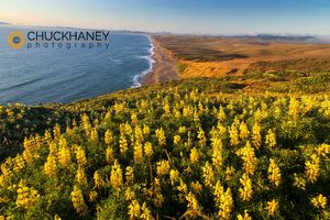 Yellow lupine above Point Reyes Beach at Point Reyes National Seashore. California, USA Point Reyes National Seashore