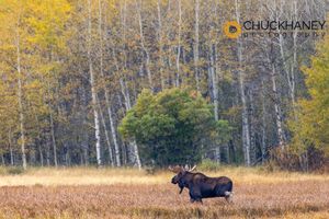 Bull-Moose-Autumn_002-copy.jpg