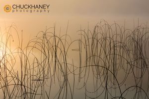 Reeds catch sunrise light on foggy morning on Spencer Lake near Whitefish, Montana, USA Spencer-Lk-Autumn_015-copy.jpg