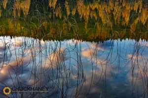 Autumn reflections in Spencer Lake near Whitefish, Montana, USA Spencer-Lk-Reflect_006-487.jpg