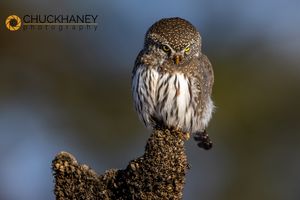 Pygmy-Owl_038-557.jpg