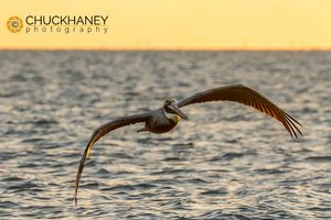 Brown-Pelican_009-558.jpg