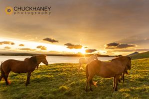 Icelandic-Horses__001-585.jpg