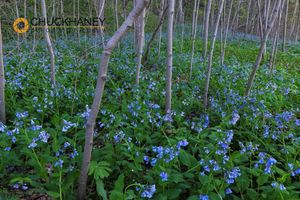 Virginia Bluebells and Paw Paw Trees In Starved Rock State Park, Illinois, USA