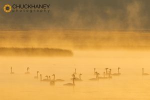 Trumpeter Swans at sunrise at Red Rock Lakes NWR, Montana, USA Trumpeter-Swans-Red-Rock_011-588.jpg