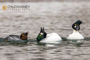 Goldeneye_057-576.jpg