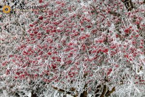 Mtn-Ash-Frost_018-copy.jpg