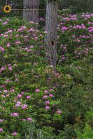 Rhododendrons flowering in the Suislaw National Forest near Reedsport, Oregon, USA Rhododendron