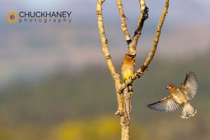 Cedar Waxwings in Babb, Montana, USA Cedar-Waxwings_002-570.jpg
