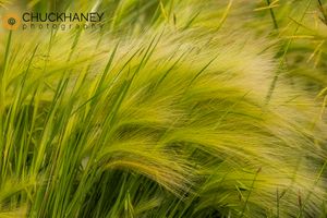Foxtail-Barley_001-2-582.jpg