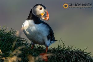 Atlantic Puffin near Vik, Iceland Atlantic-Puffin__004-585.jpg