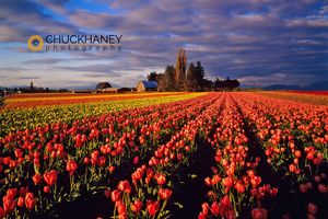 Commercial Tulip Field