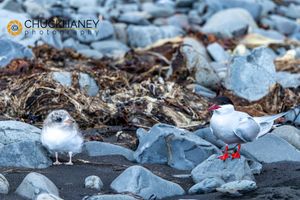Arctic Tern mother with chick in Iceland Arctic-Terns__006-585.jpg