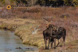 Female moose with calf along the shores of the Madison River near West Yellowstone, Montana, USA Moose-Madison_002-copy.jpg