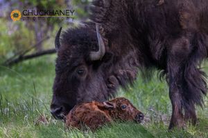 Bison-with-Calf_008-547.jpg