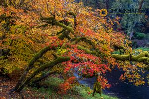 Colorful autumn maples along Humbug Creek in Clatsop County, Oregon, USA Humbug-Autumn_002-512.jpg