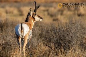 Pronghorn Antelope Buck at Red Rock Lakes NWR, Montana, USA Pronghorn-Buck_003-588.jpg