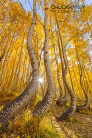 Curved Aspens Trees in autumn near Ophir, Colorado, USA Aspen-Curved_023-588.jpg