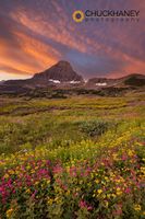 Logan-Wildflowers-Reynolds_004-569.jpg