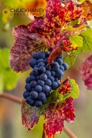 Mature pinot noir grapes on the vine at Yamhill Valley Vineyards near McMinnville, Oregon, USA Pinot-Noir_006-513.jpg