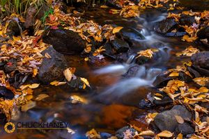 Autumn Leaves along the Little Carp River in Porcupine Mountains State Park, Michigan, USA Little-Carp-Autumn_003-571.jpg