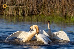 Trumpeter Swans battle it out at Pablo NWR near Polson, Montana, USA Trumpeter-Swan_012-563.jpg
