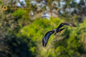 Snail-Kite_004-copy.jpg