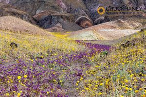 Caltha-leaf Phacelia and Desert Gold Wildflowers in Death Valley National Park, California, USA DV-Superbloom_087-copy.jpg