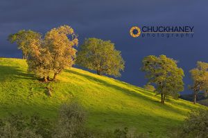 Oak trees on hillside in stormy light near Roseberg Oregon Oak Trees on Hillside
