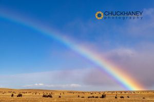 Bison-Blackfeet-Rainbow_006-517.jpg
