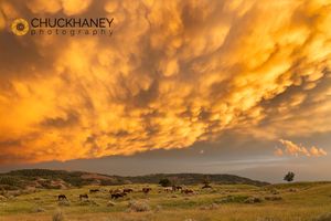 TR-Wild-Horses_024-2-567.jpg