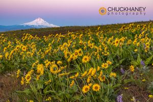 Spring wildflowers in full bloom on Dalles Mountain with Mount Hood in Columbia Hills State Park near Lyle, Washington, USA Columbia-Hills-Wildflowers_030-504.jpg