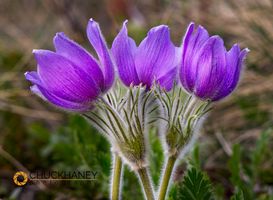 Pasque aka Crocus Wildflowers in the Lewis and Clark National Forest, Montana, USA Pasque-Flowers_034-562.jpg