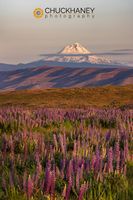 Lupine Wildflowers with Mount Hood at sunrise in the High Praire of Sherman County, Oregon, USA Mt-Hood-Lupine_071-581.jpg