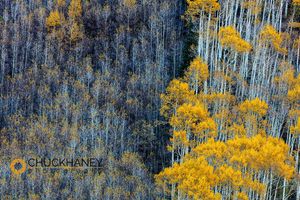 Autumn aspen patterns in the White River National Forest near Aspen, Colorado, USA Maroon Lake
