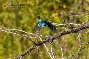Lazuli-Bunting_019-567.jpg