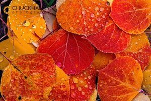 Aspen-Raindrops_006-588.jpg